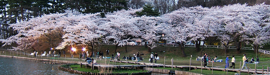 高松の池の桜